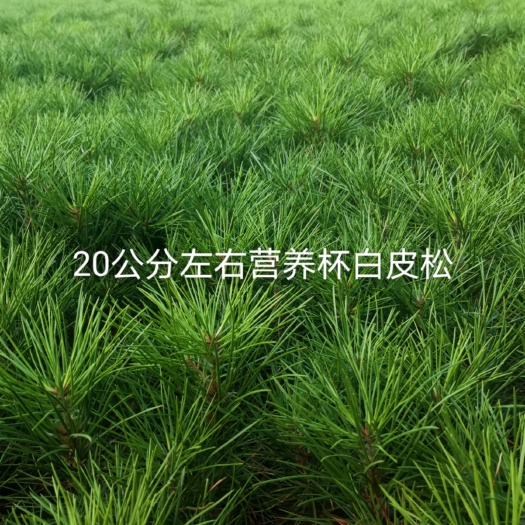 临猗县白皮松