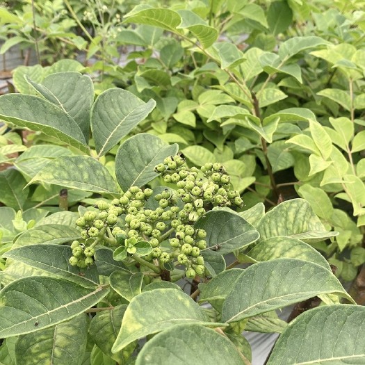 马关县吴茱萸种子 全国最好品种，树衣子药材