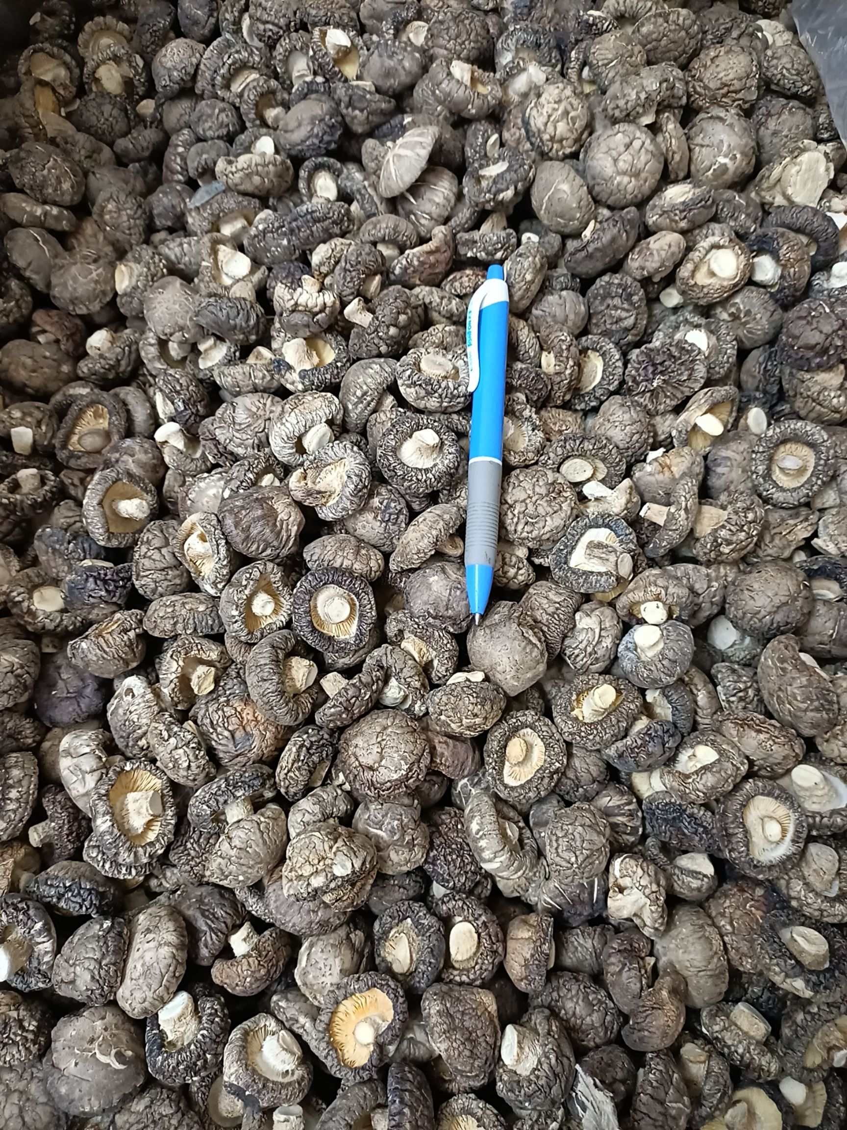 2号面菇小香菇香菇干货 椴木小干香菇金钱菇