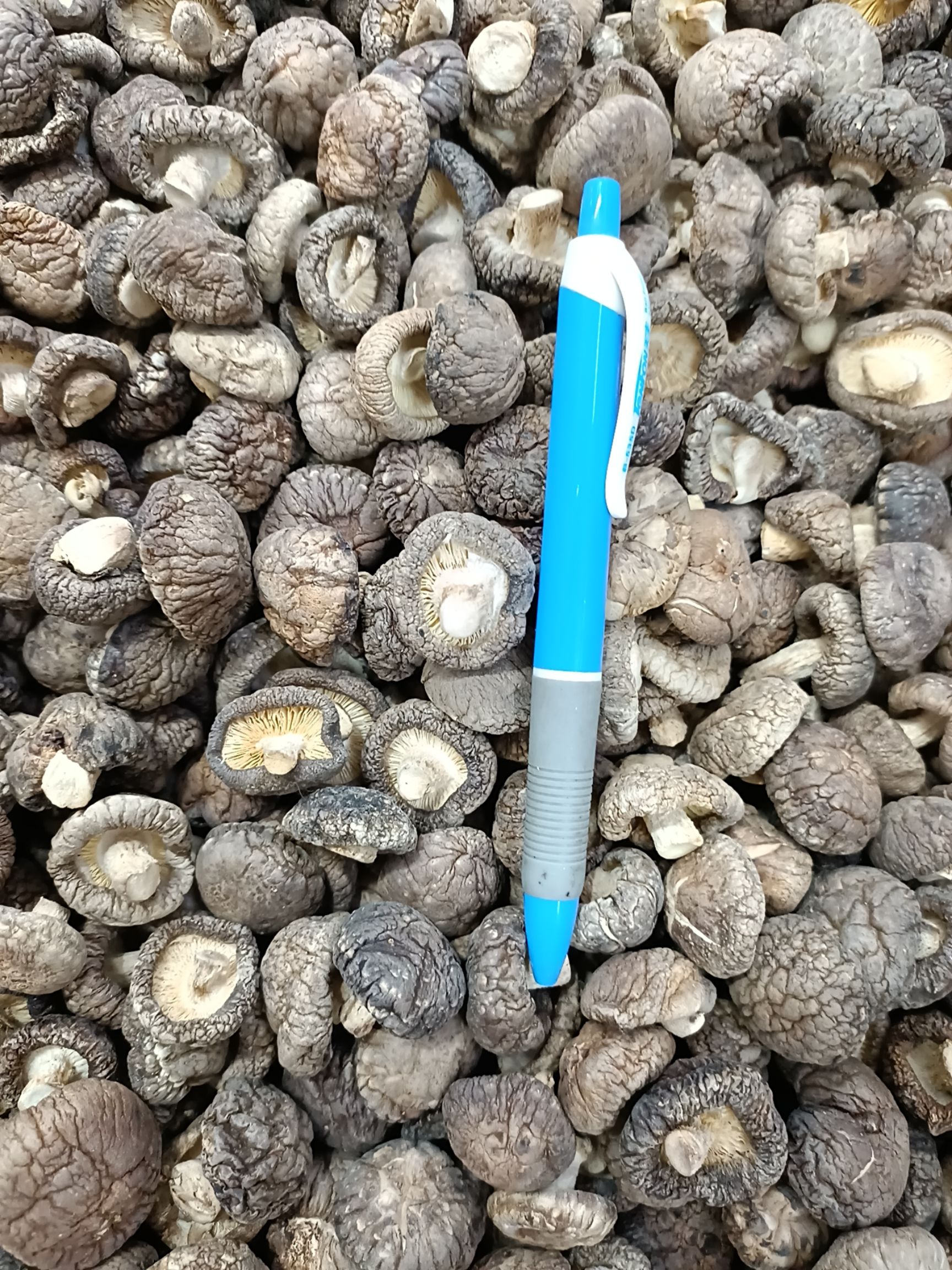 2号面菇小香菇香菇干货 椴木小干香菇金钱菇