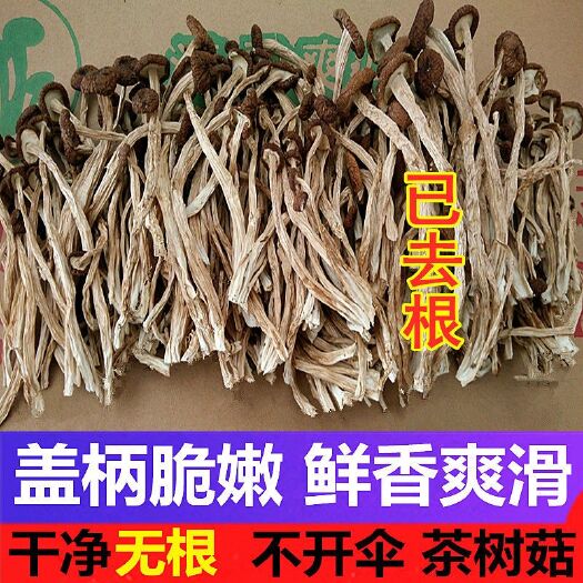 广州江西茶树菇  江西广昌3号 切头 6-8CM茶树菇 10斤装