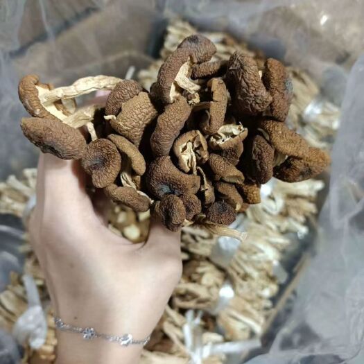 广州广昌5号茶树菇  江西广昌3号6-8 茶树菇 剪把未开伞 剪头没包心
