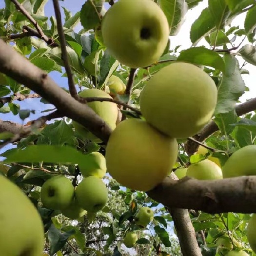 盐源县 青苹果