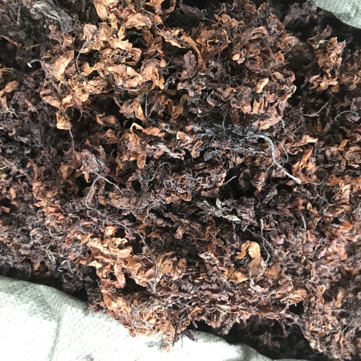 玉林海藻