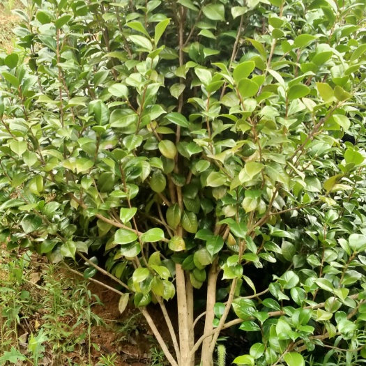 诸暨市 茶花   桂花   都4至6年