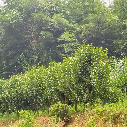 诸暨市茶花树 便宜卖了，走过路过别错过