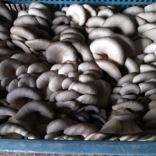 兴平市 优质蘑菇批发