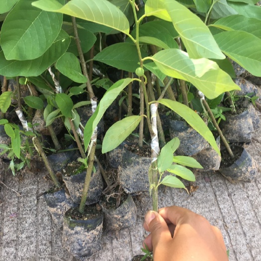 普宁市释迦果苗 凤梨释迦苗嫁接苗释迦苗释迦苗