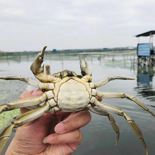 苏州 2020中秋节 湖锦鲜阳澄湖镇大闸蟹诚招经销商、代 理商业务
