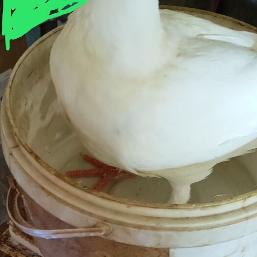 漳州 乳鸽丰毛