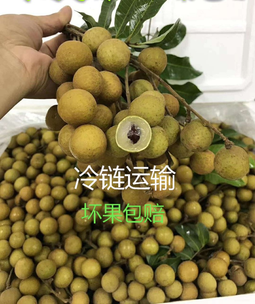  【新鲜龙眼】广西本地新鲜龙眼少枝叶热带新鲜水果储良石硖果