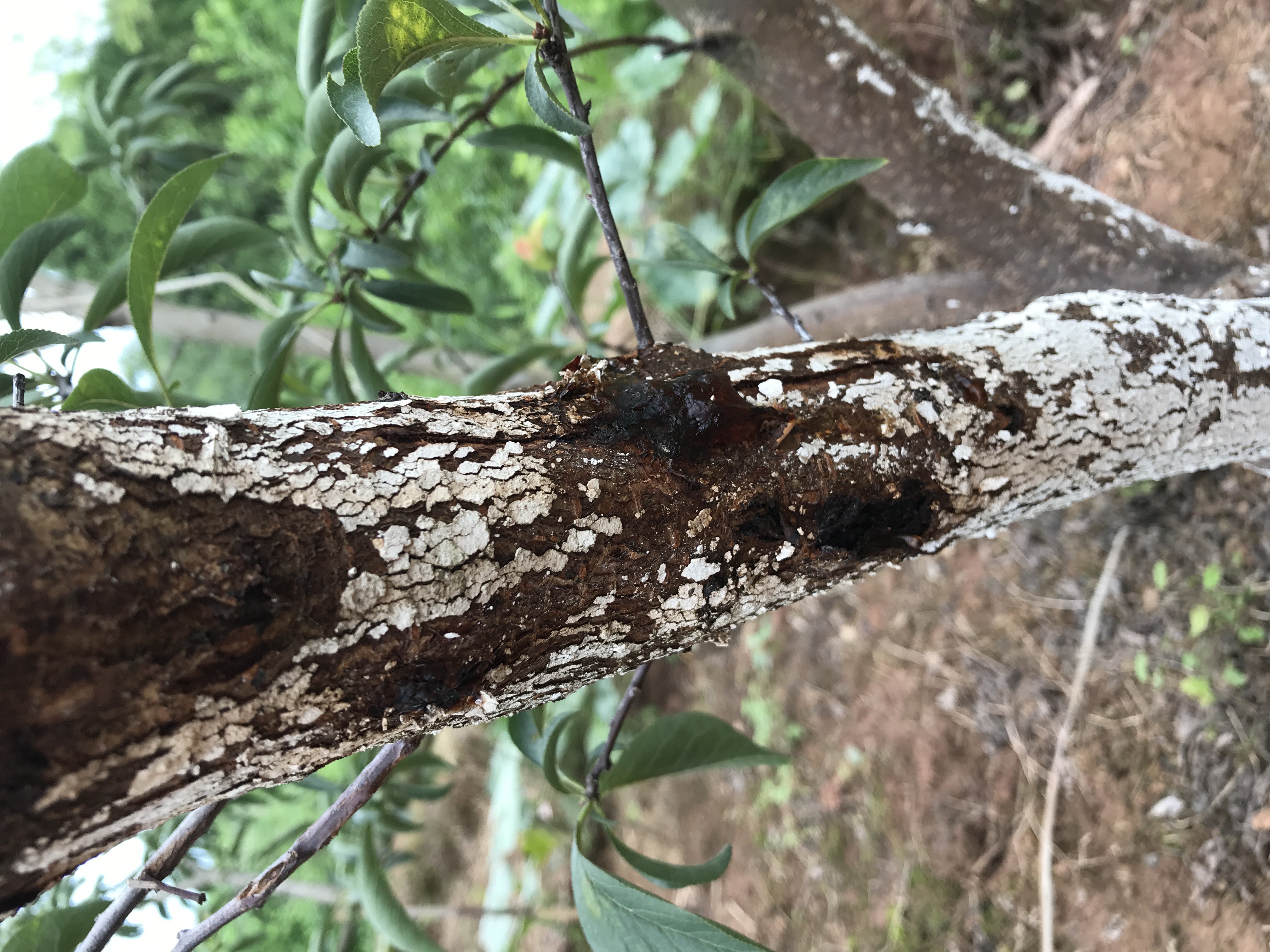 您好请教李子树主干有树油流出这是一种病症吗有什么药物可以治疗谢谢