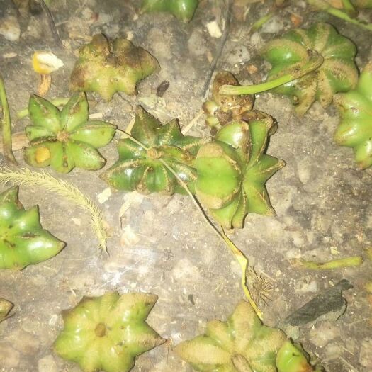 那坡县 广西种殖基地八角花，桂皮