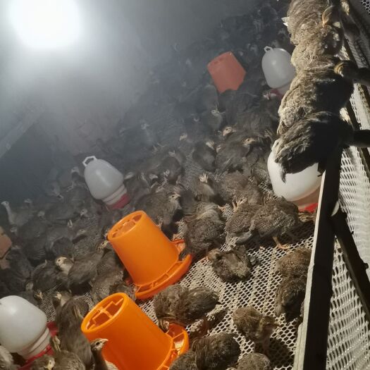 商水县 珍珠鸡 脱温鸡  珍珠鸡鸡苗