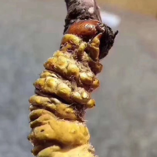 香格里拉 虫草
