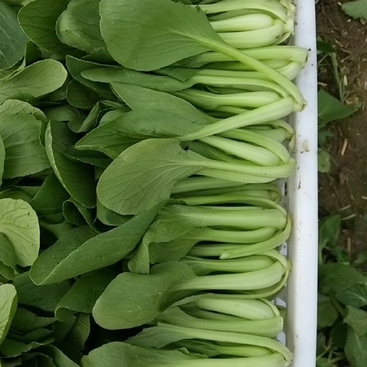 太和县 常年供应小青菜，正在找能长期合作的采购商，价格从优，欢迎洽谈