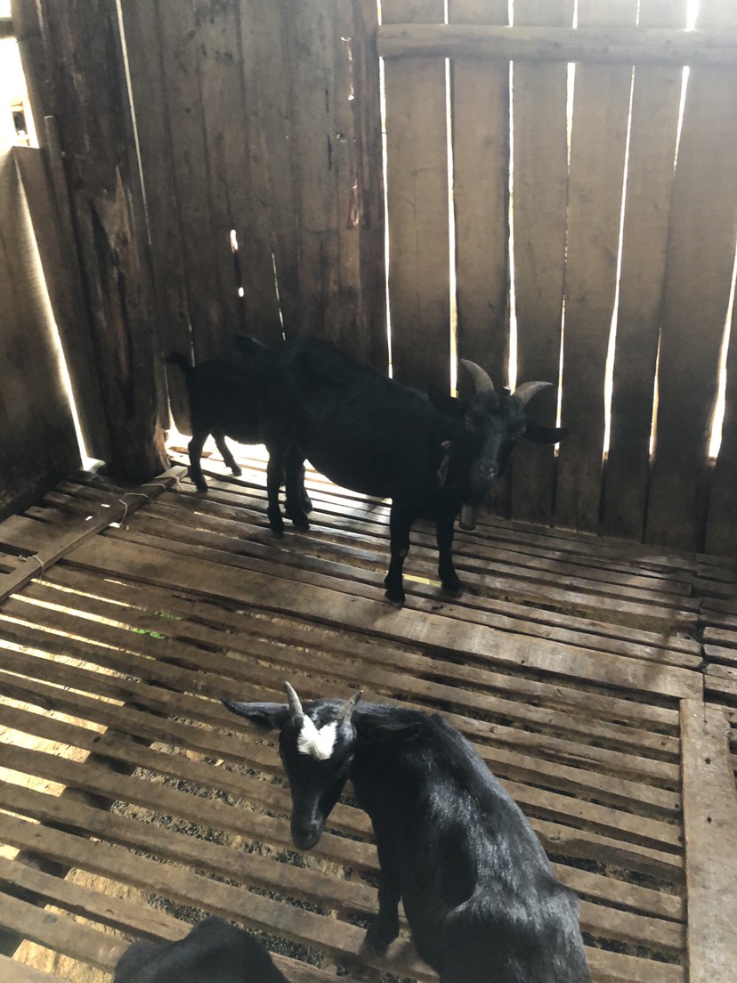  天然深山放牧黑山羊，无饲料添加……