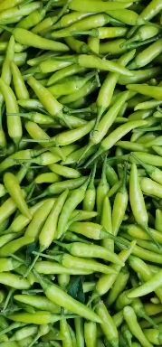 天等县辣椒 白米椒，白椒，十二号