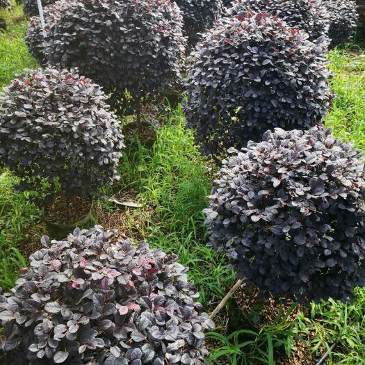 阳朔县黑珍珠红继木 红枳木琢