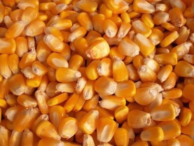 凭祥市玉米湿粮 净货 水份14%-16%