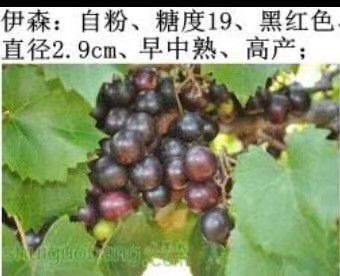 富川县圆叶葡萄苗 圆叶葡萄伊森，自花品种丰产