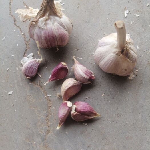 临沂紫皮大蒜 4.5-5.0cm