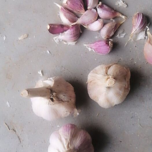临沂紫皮大蒜 精品早苔蒜蒜种也叫川蒜。