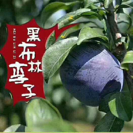 扶风县黑布林 甜