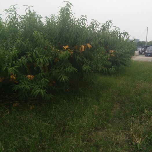 慈溪市 精品水蜜桃