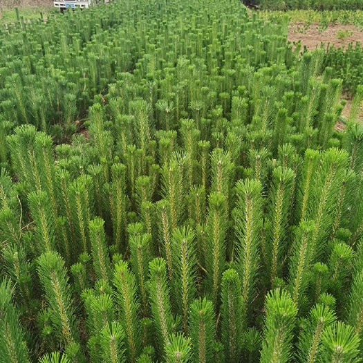 临沂油松 油松苗 油松小苗