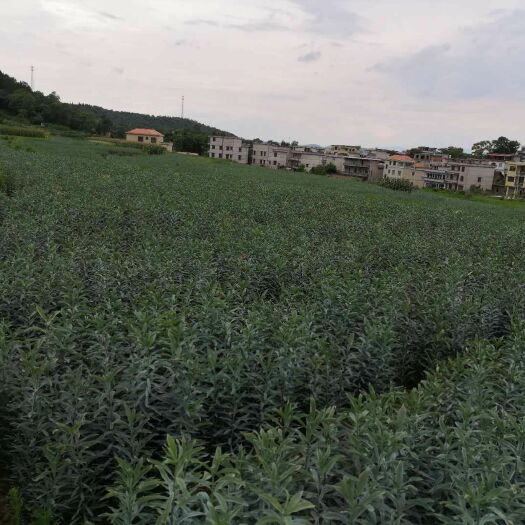 隆回县 龙牙百合基地直供