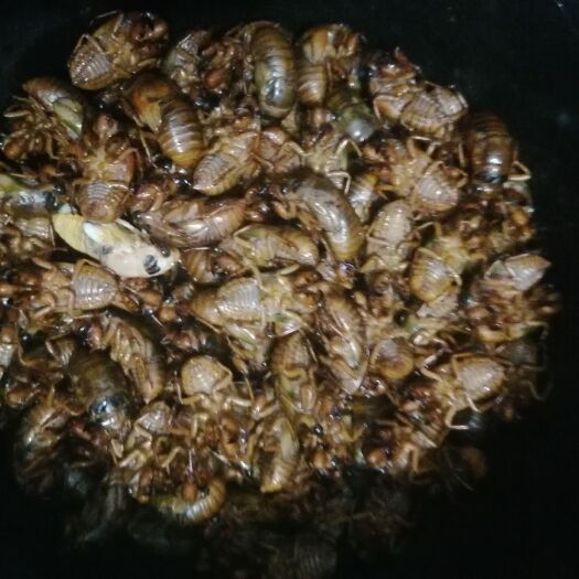 社旗县 蝉蛹，爬叉猴，2020新货有需要的联系我