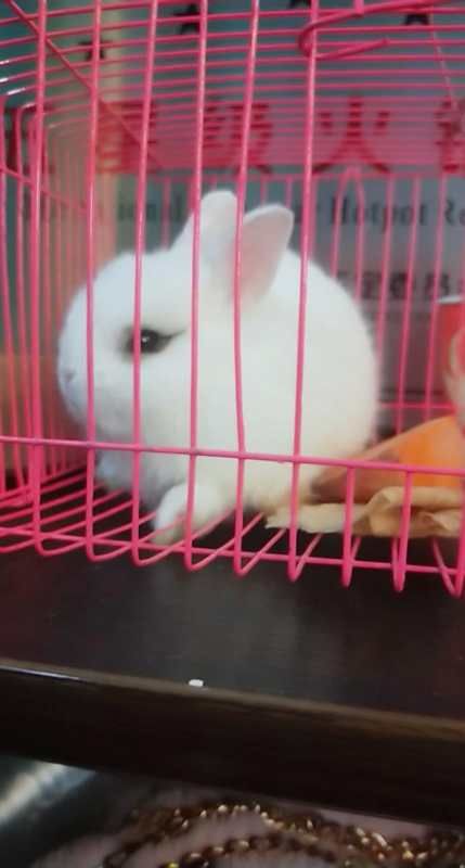  侏儒兔，常年出售批发侏儒兔