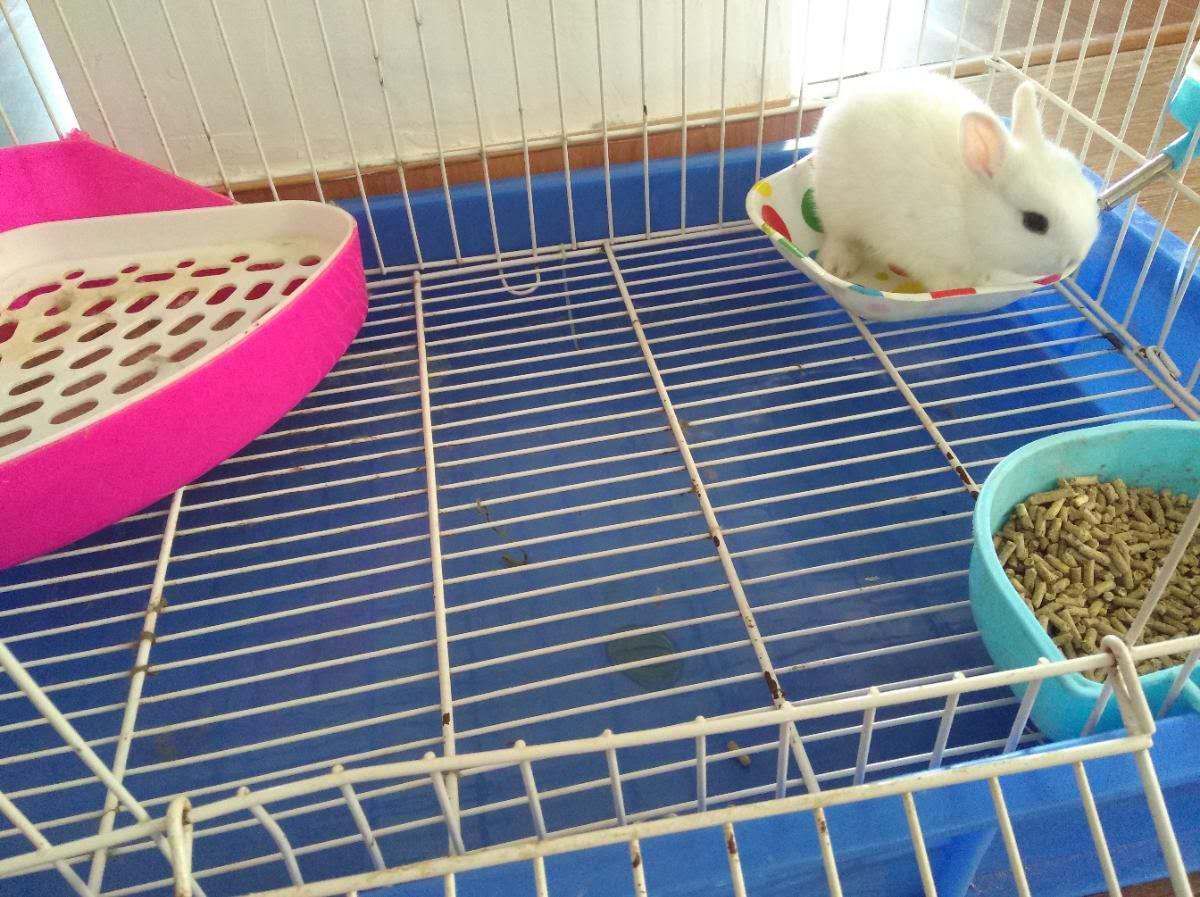  侏儒兔，常年出售批发侏儒兔