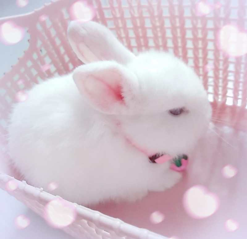  侏儒兔，常年出售批发侏儒兔