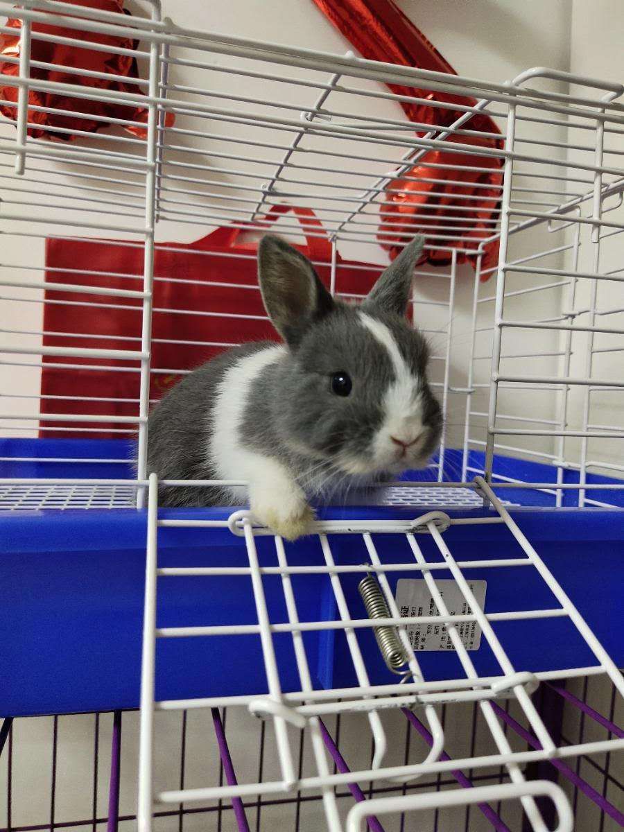  侏儒兔，常年出售批发侏儒兔