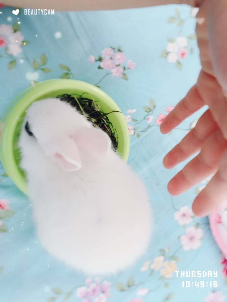  侏儒兔，常年出售批发侏儒兔