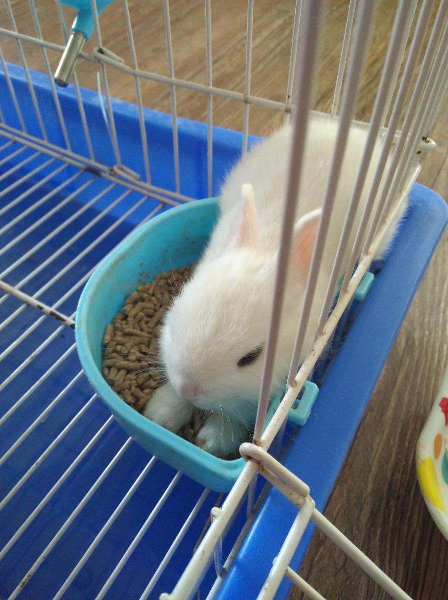  侏儒兔，常年出售批发侏儒兔