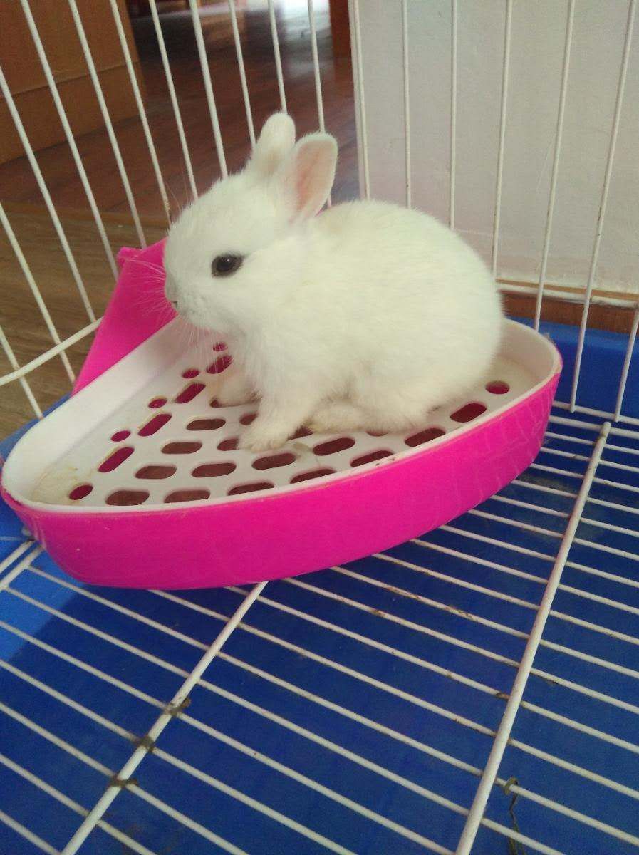  侏儒兔，常年出售批发侏儒兔