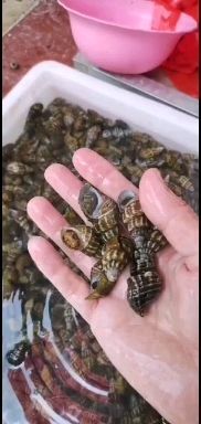 德保县山坑螺 