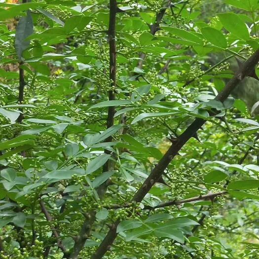 马边县青花椒 一级 鲜花椒