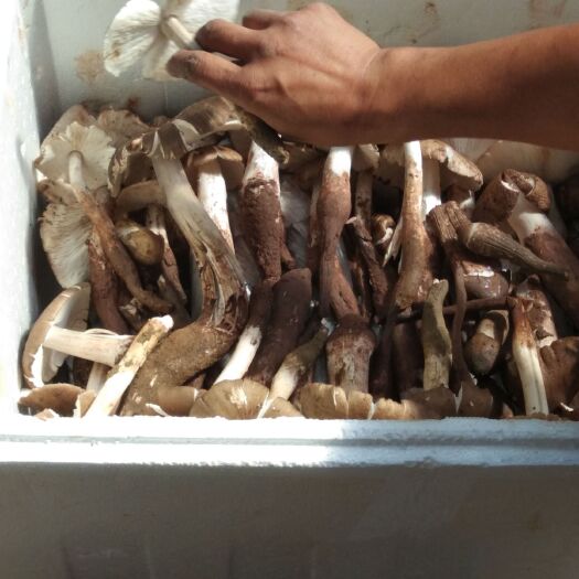 自贡鸡枞菌