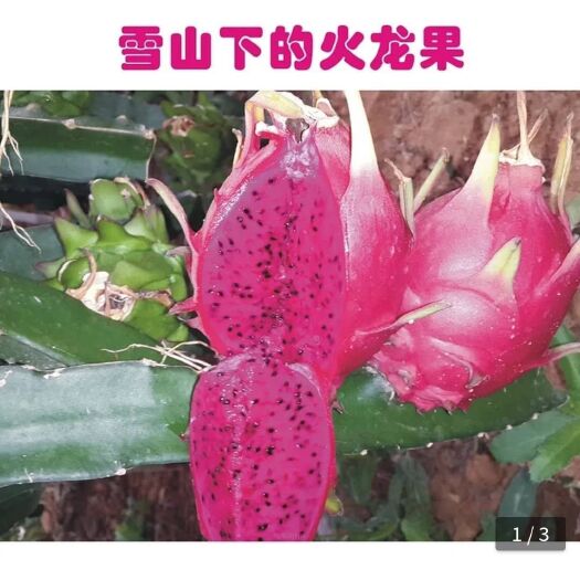 邛崃市 来自雪山之下的火龙果