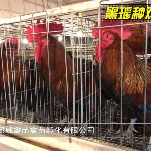 贵阳黑瑶鸡苗，大种，普通种