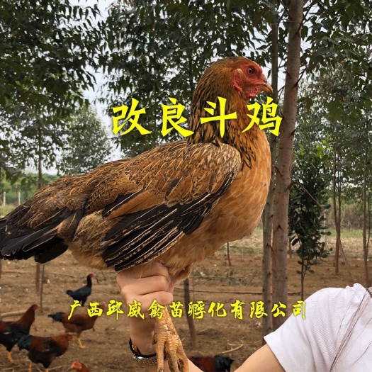 贵阳 改良斗鸡苗
