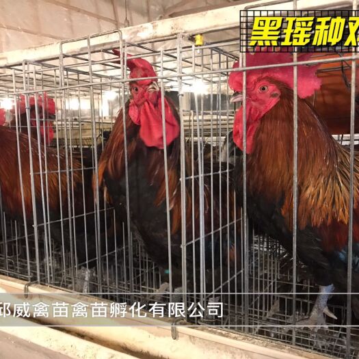 贵阳 黑瑶鸡苗