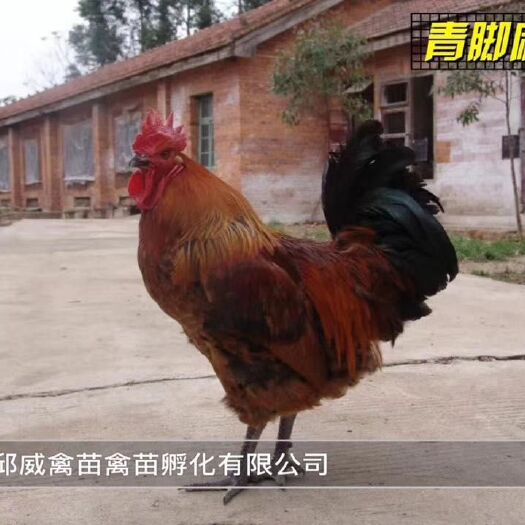 贵阳快大青脚麻鸡苗