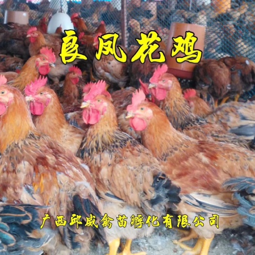 贵阳良凤花鸡苗