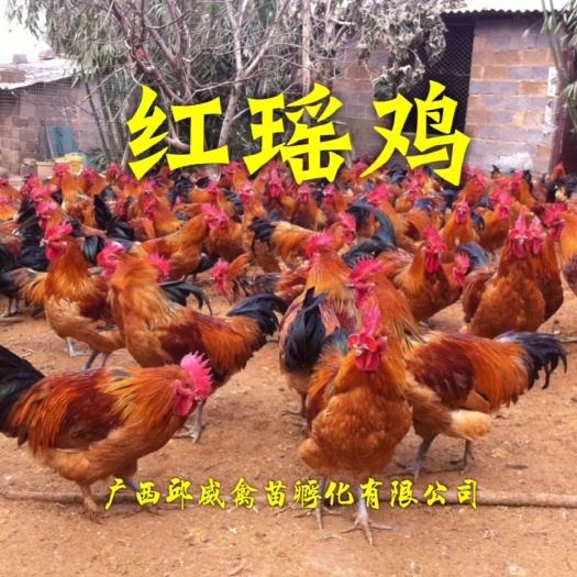 贵阳 红瑶鸡苗