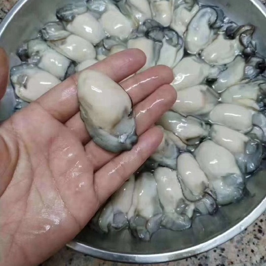 饶平县汫洲大蚝 现开生蚝肉